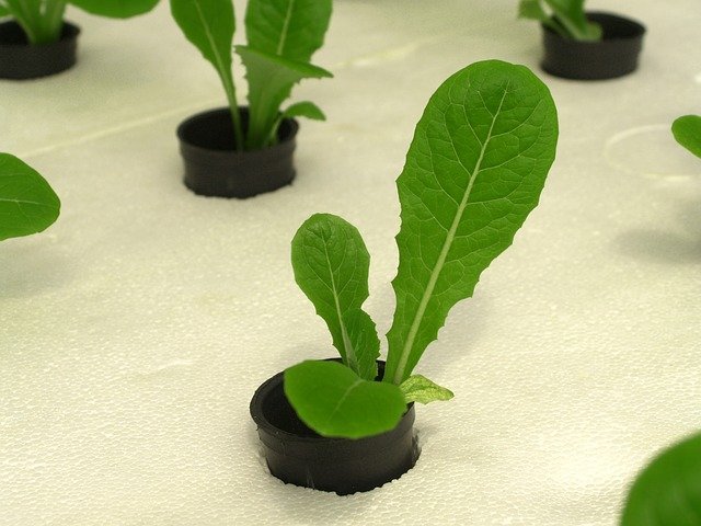 Hydroponic based system Hydroponic based system
