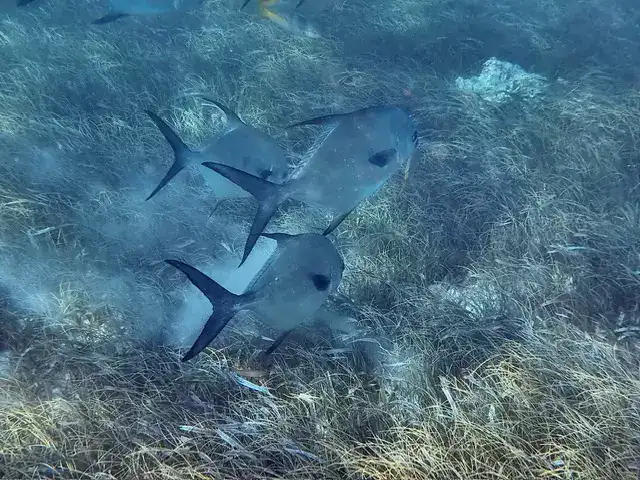 Buceo en Puerto Morelos