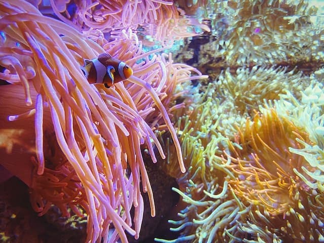 Amphiprion ocellaris in exotic corals underwater