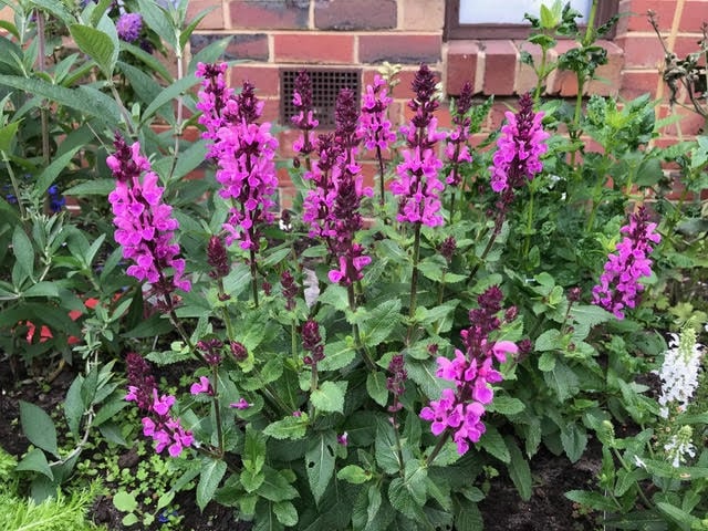 Salvia x superba 'Rose Marvel'