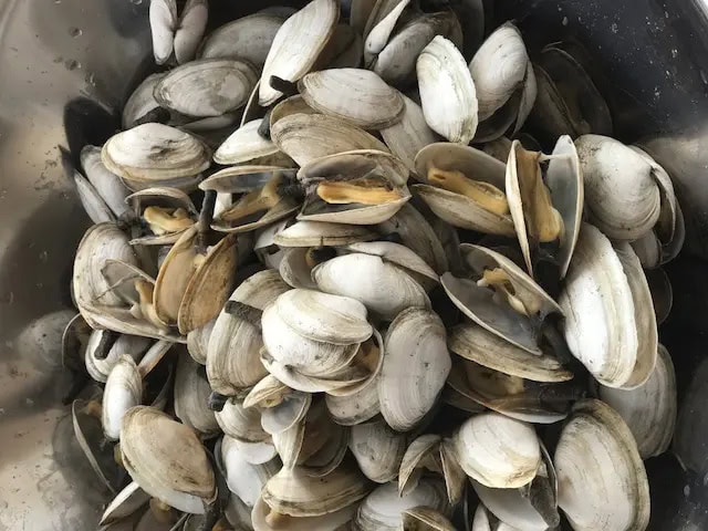 Soft Shell Steamer Clams Shipped