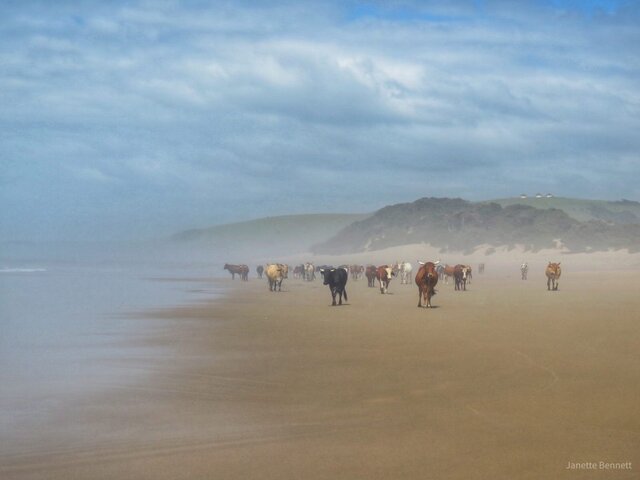 nguni cows 1