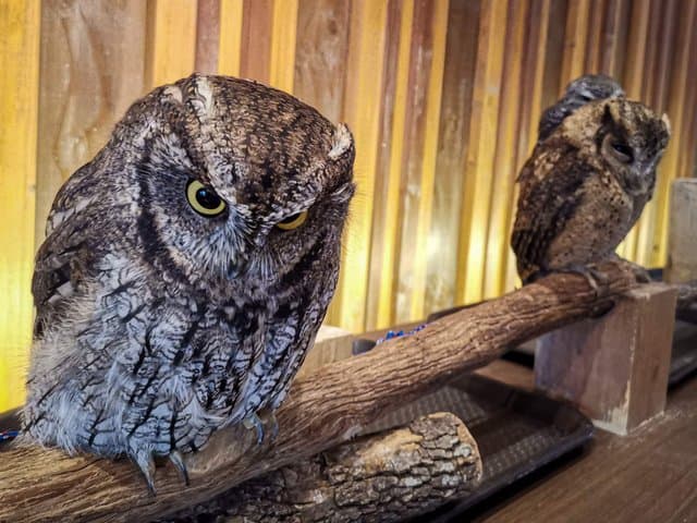 owl cafe osaka