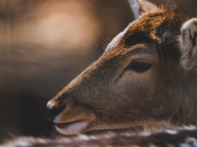 La biodiversità in crisi: vertebrati in calo del 73%