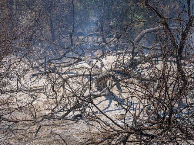 Incendio doloso distrugge la riserva naturale: un duro colpo per la comunità