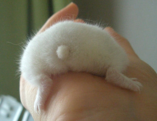 diarrhea-hamster1