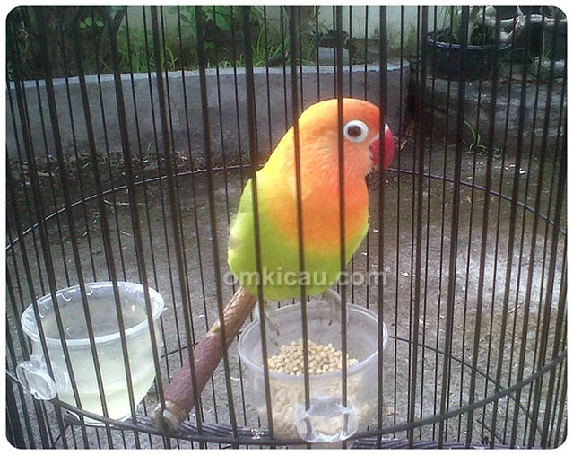 lovebird Meriam AVC