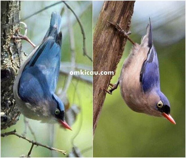 Burung rambatan jantan betina