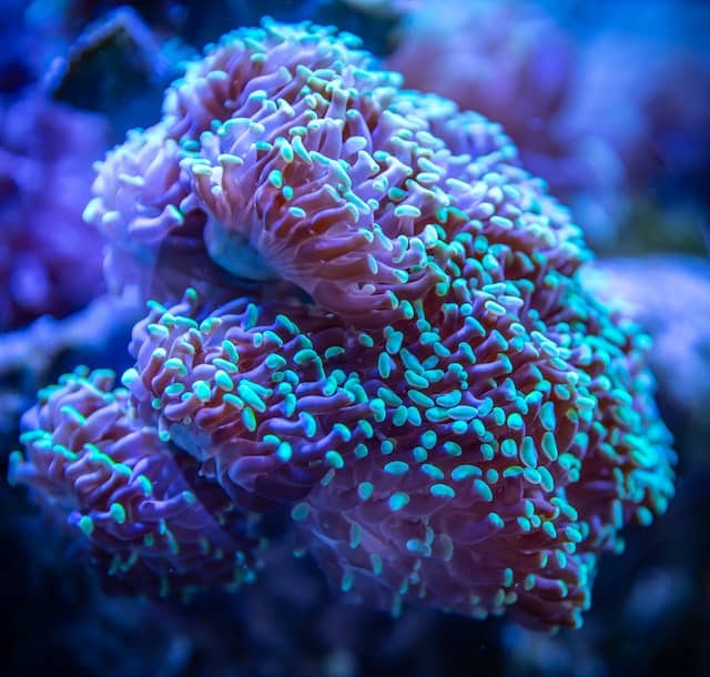 Hammer coral