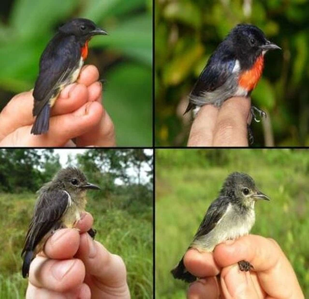 Wakatobi flowerpecker