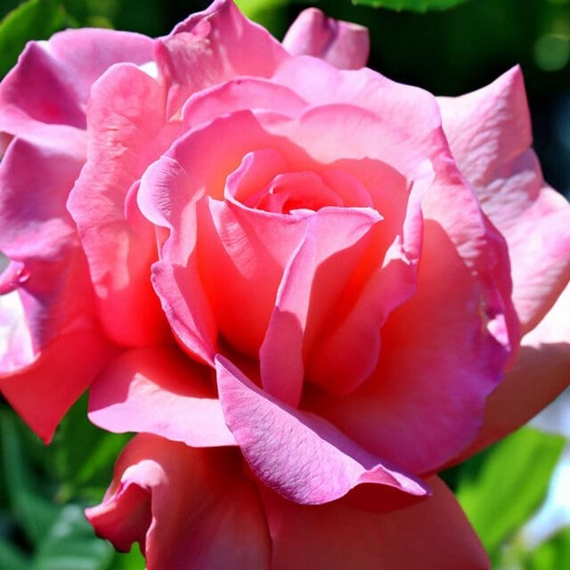 Rose de mai dior récoltes majeures centifolia grasse fragrance