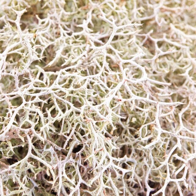 Oakmoss: The Forest Signature in Modern Perfumery