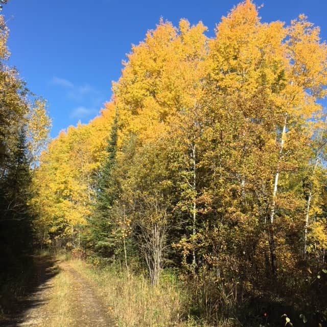 The atmosphere around trees can help us feel better