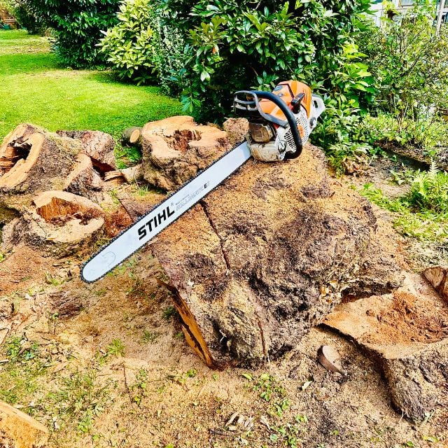 Auf einem gesägten Baum liegt eine Stihl Kettensäge, drum herum liegen gesägte Stammteile