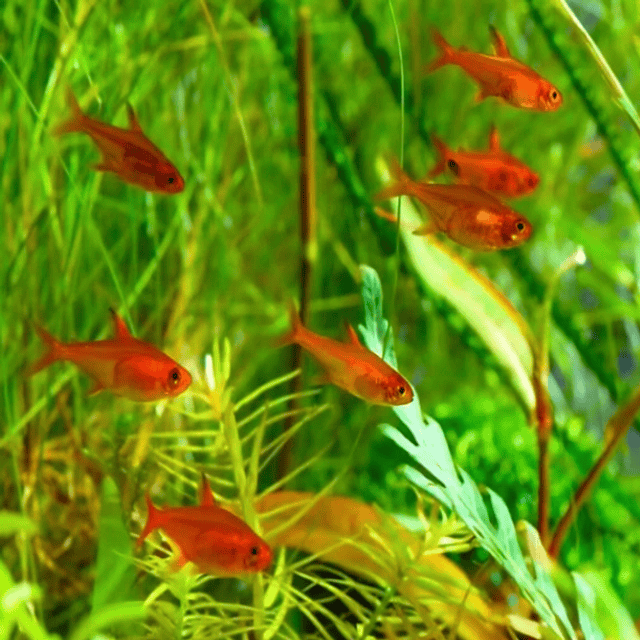 School of Ember Tetra (Hyphessobrycon amandae) in planted aquarium