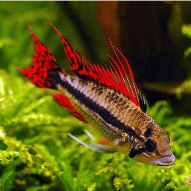 Male Triple-Red Cockatoo Dwarf Cichlid (Apistogramma cacatuoides var. Triple-Red)