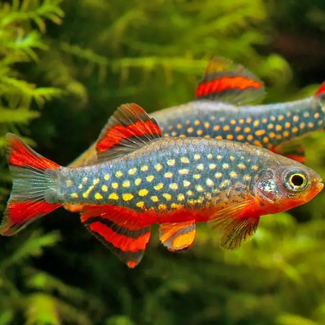 Celestial Pearl Danio AKA Galaxy Rasbora (Celestichthys margaritatus)