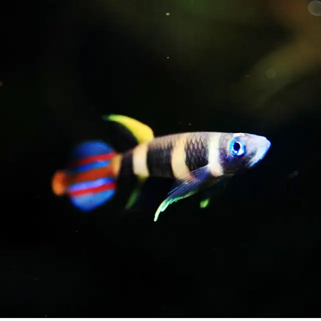 Clown Killifish (Epiplatys annulatus)