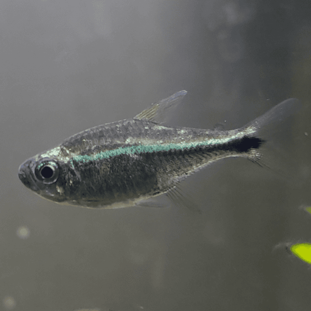 Purple Rio Metae Tetra (Hyphessobrycon metae)