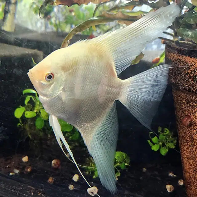 Lilac Seal Point Angelfish (Pterophyllum scalare var. Lilac Seal Point)