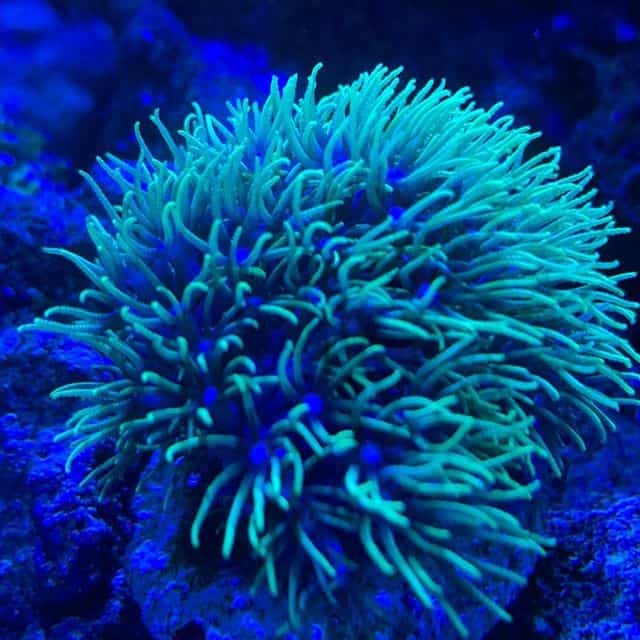 green star polyps care