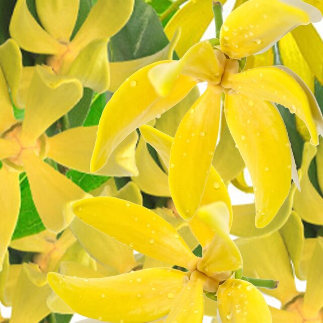 Guess Iconic, Guess, Iconic, Perfume, Fragrance