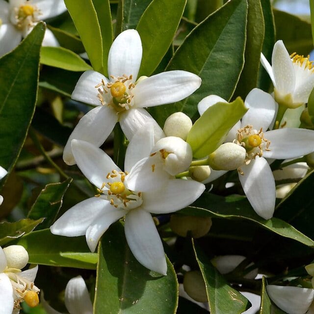 orange blossom in perfumes