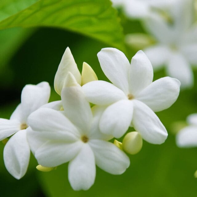 Jasmine dior récoltes majeures flower in grasse perfume creation