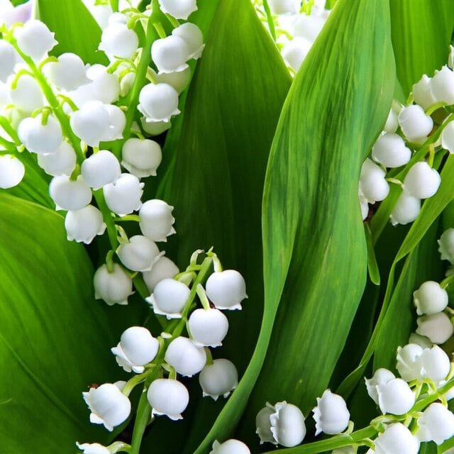 lily of the valley fragrance tribute dior récoltes majeures kurkdjian