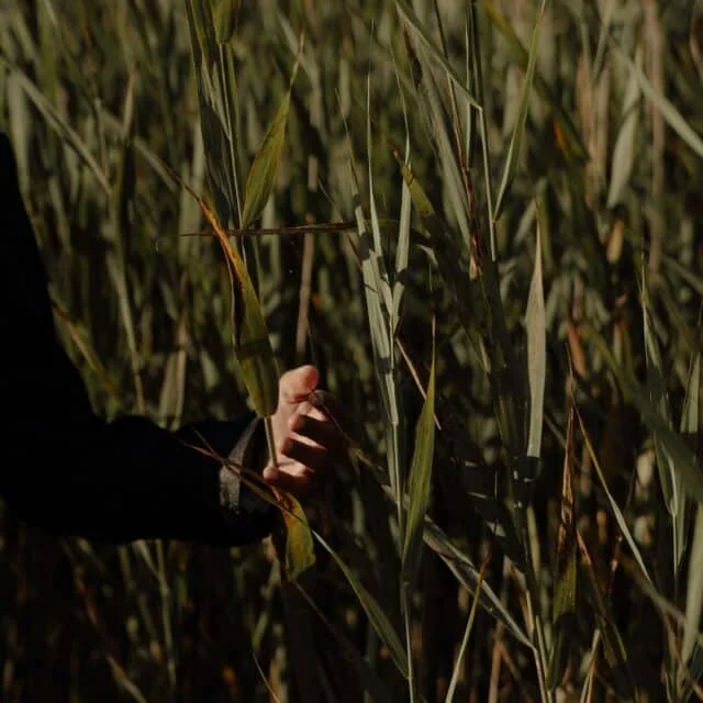 Stages Of Grief: Bargaining. A hand rustles corn stems