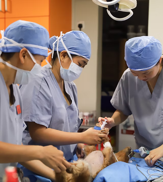 Landon Veterinary Specialist Hospital4