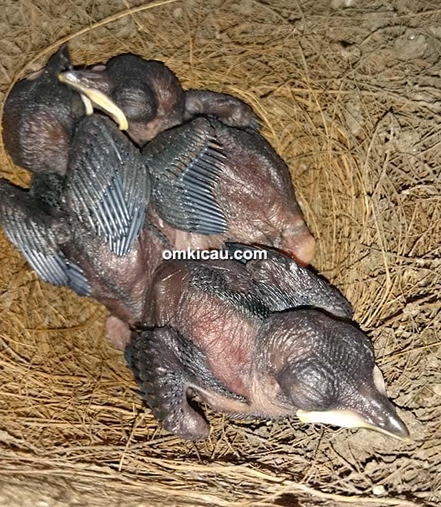 anakan murai batu umur 4 hari