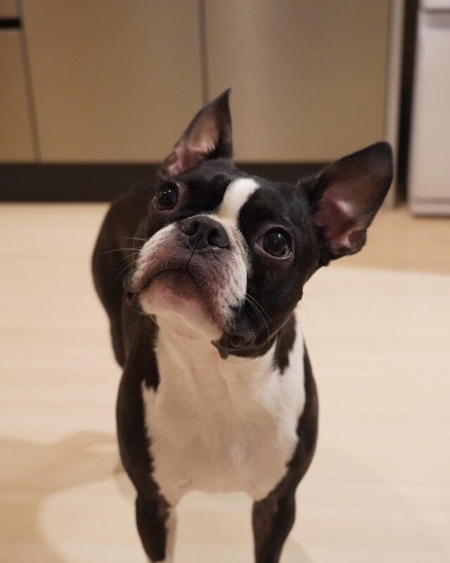 中村さんの動物への愛情・きめ細やかさに感激するばかりです！