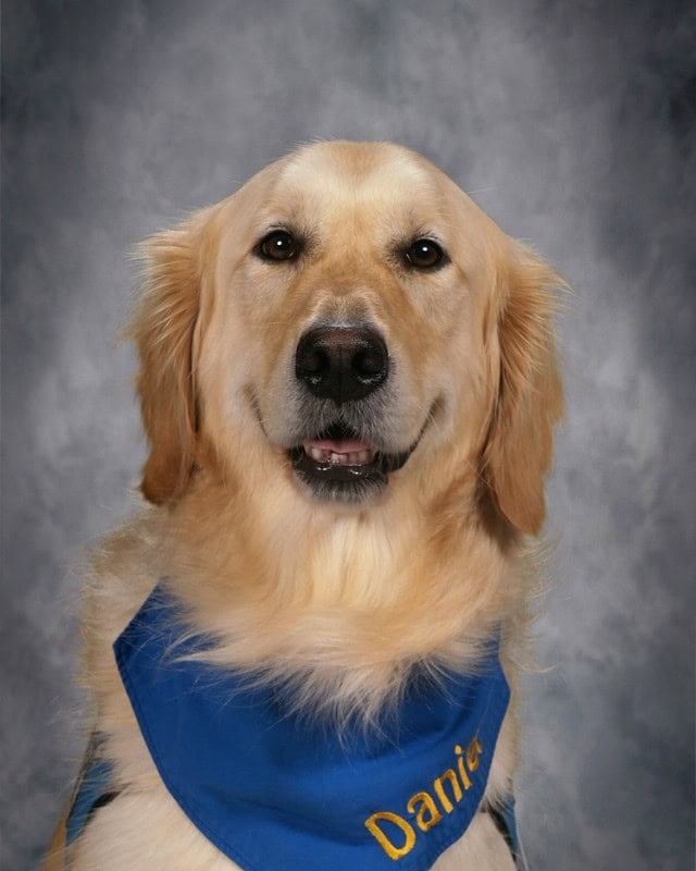 Daniel Comfort Dog, LCC K-9 Comfort Dog at Martin Luther School and Immanuel Lutheran Church Joplin MO