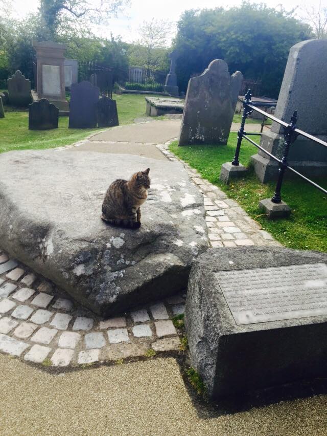 Tabby cat sitting calmly on the large stone marking the grave of St. Patrick in Downpatrick, Northern Ireland. The cat rests among weathered headstones and greenery in the historic graveyard, adding a peaceful and unexpected touch to the sacred site.