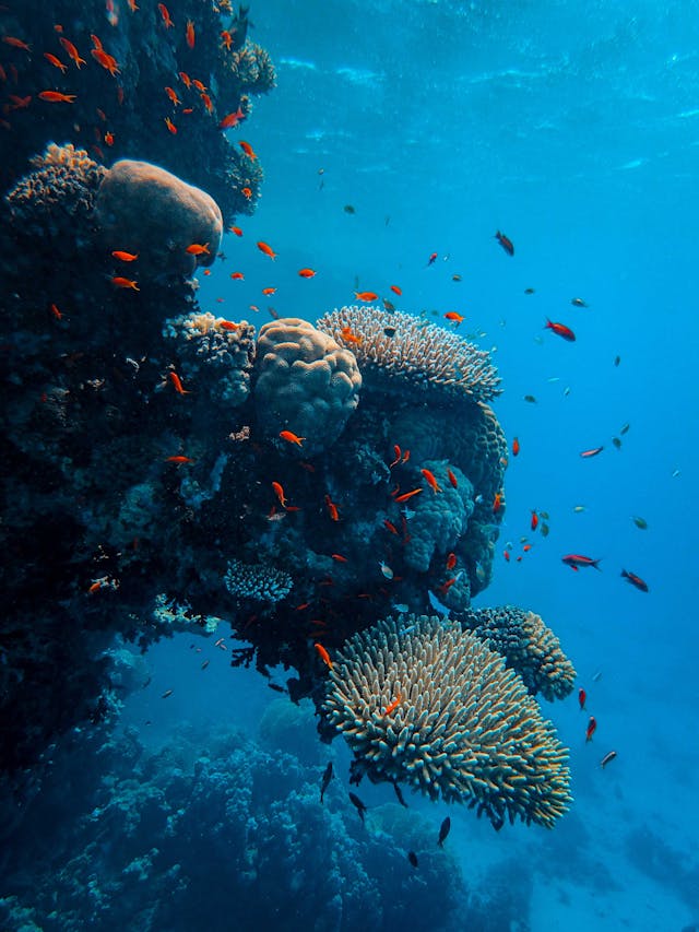 Die Foto zeigt einige Fische im roten Meer durch eine schnorcheltour im roten Meer