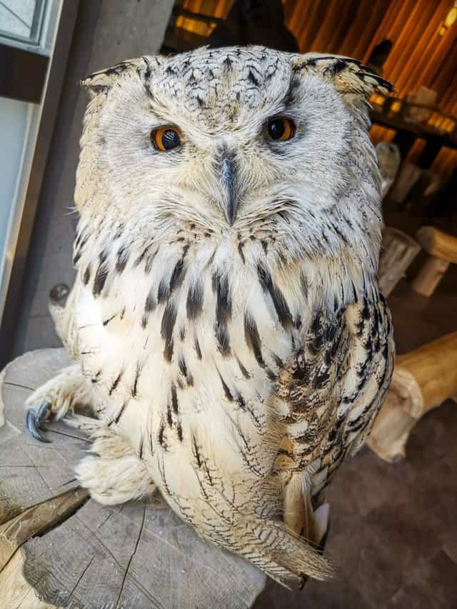 owl cafe osaka