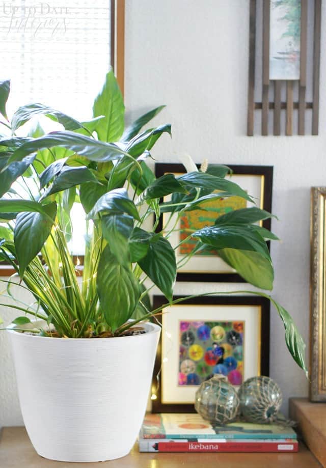 peace lily with fairy lights in a white planter on shelf