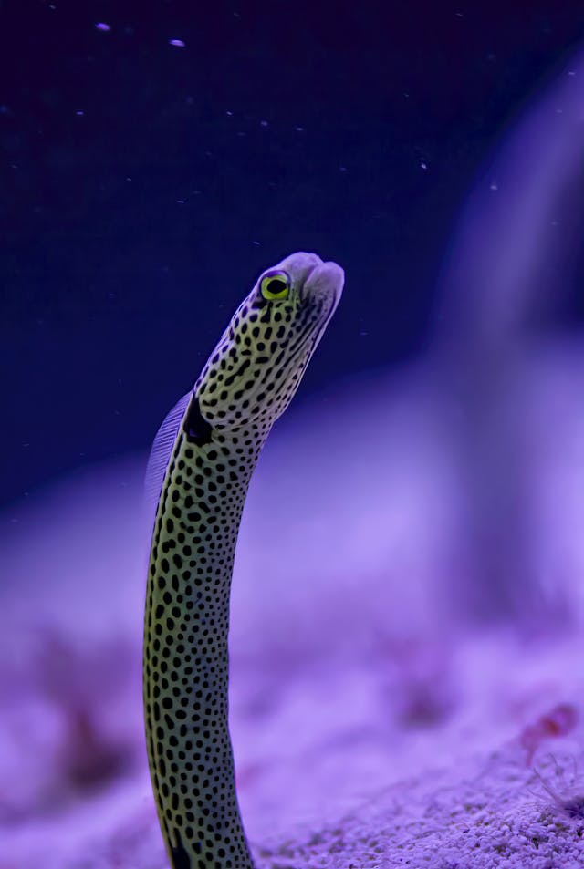 ein Foto zeigt Rotmeer-Röhrenaal ,einer der bekanntesten Fische im roten Meer in Hurghada