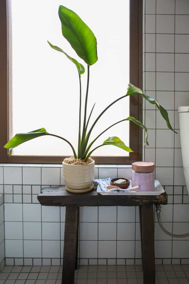 Large plant on wood stool in a Japanese bathroom with window.