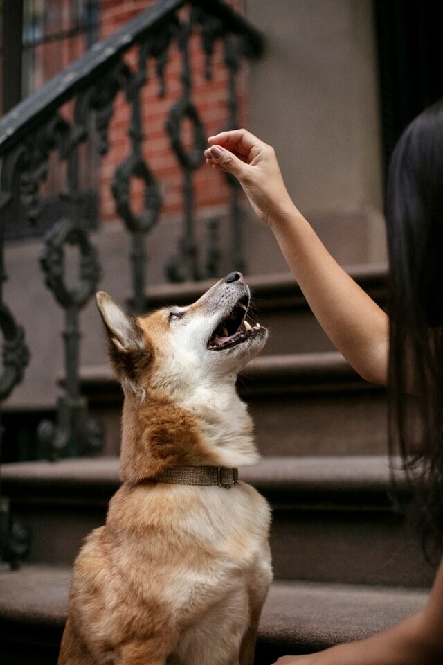 dog bite attorney NJ