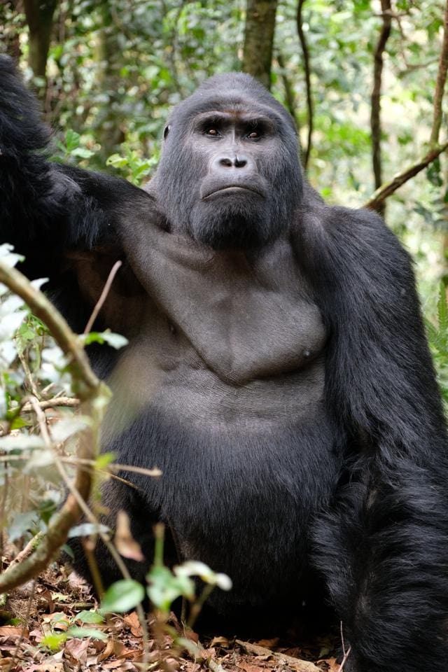 Adult male mountain gorilla