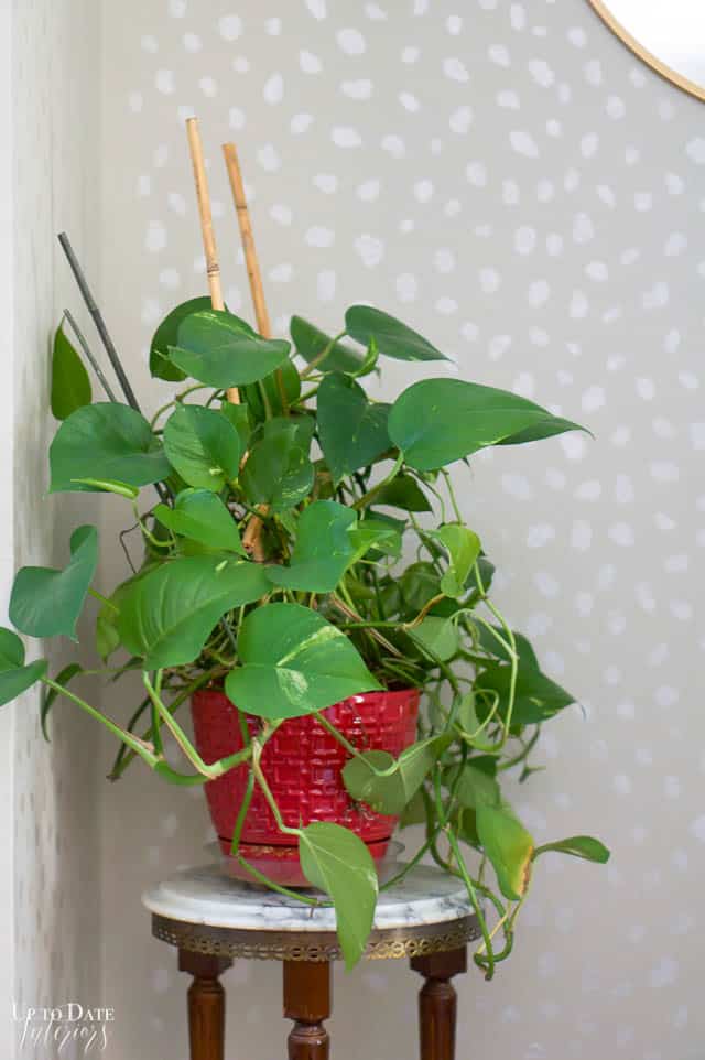A great plant for bathroom with no window is the pathos plant. Pathos plant on plant stand with a polka dot wall.