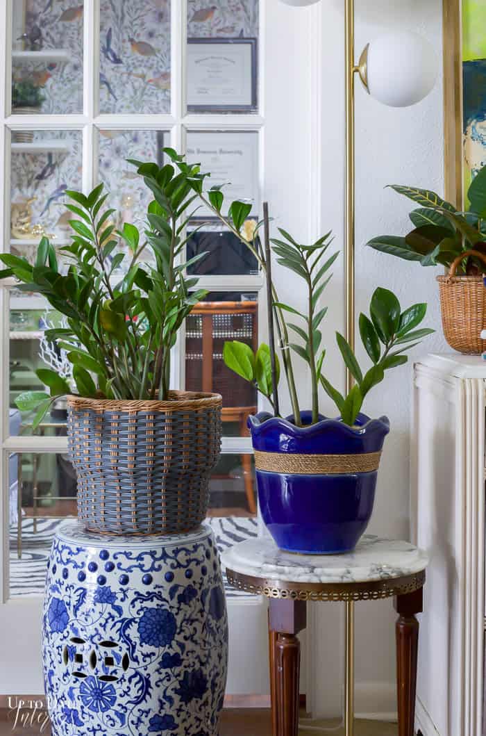 Z plants in blue and white pots on plant stands in front of a colorful and eclectic office.