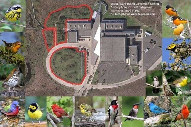 Preserve the Migratory Birding Habitat at South Padre Island Convention Center 1 Preserve the Migratory Birding Habitat at South Padre Island Convention Center