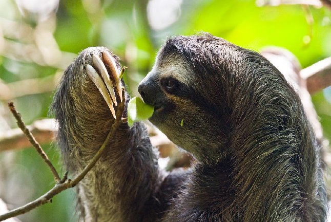 An Ecuadorian sloth eating a leaf