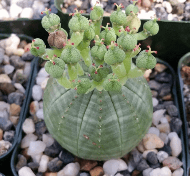 Euphorbia obesa Basketball Plant Cacti
