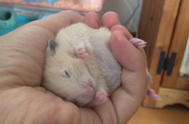 手の上で寝るハムスター