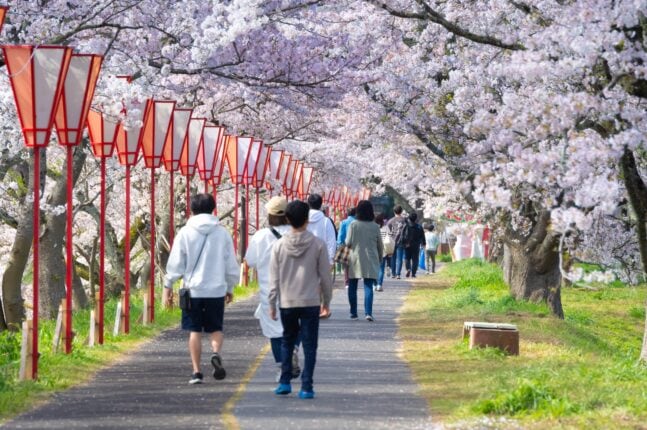 桜並木を歩く人たち