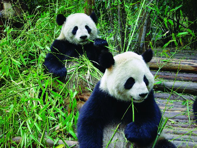 Two pandas eat bamboo in China